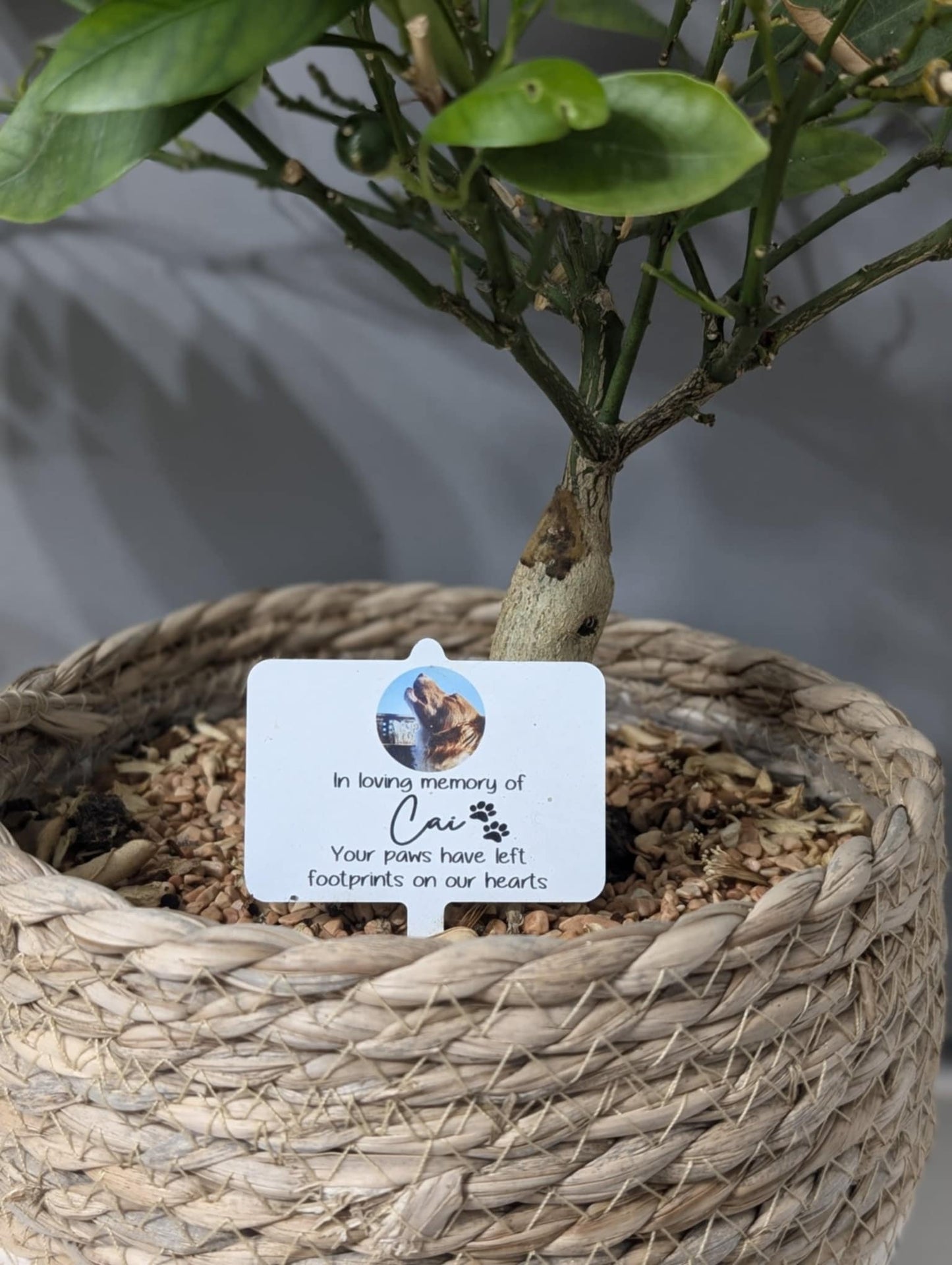 Personalised In Loving Memory Pet Plant Marker | Grave Marker | Memorial Garden Stake |